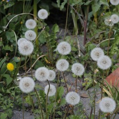 Dis Moi Tout Ce Que Tu Sais