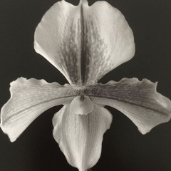 habits ⟢ vintage 1930's jazz [slowed]