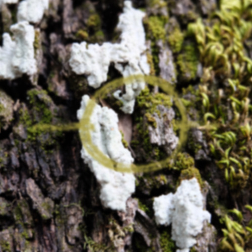 Out Of Focus 013 - forma oscura