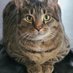 Endless enemy waves OSC 202 (Oxid)