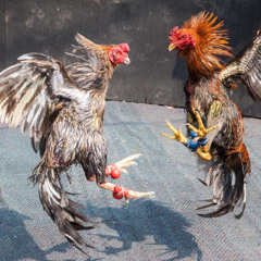 Khám Phá Bí Mật Đằng Sau Ga6789 Link – Hướng Dẫn Toàn Diện