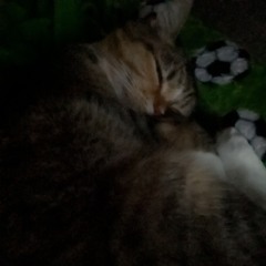 butterfree p. me + sb