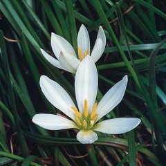 Rain Lily