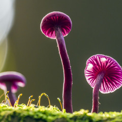 Mushroom Hopper