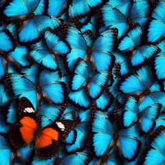 Butterflies Demo2