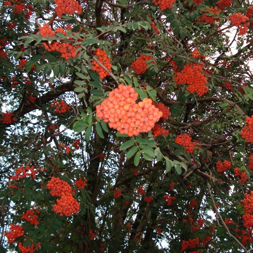 Short Attention Cues.