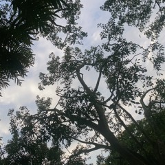 Copy of lofi library