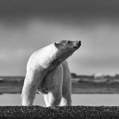 Dub song for far north