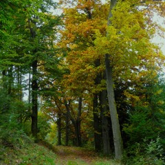 Dreams of Trees are like Birds (Disquiet0740)