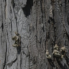 Fell in Love With a Girl - Live @ Quinn's (Ft. Bogdan Bog Daniels)