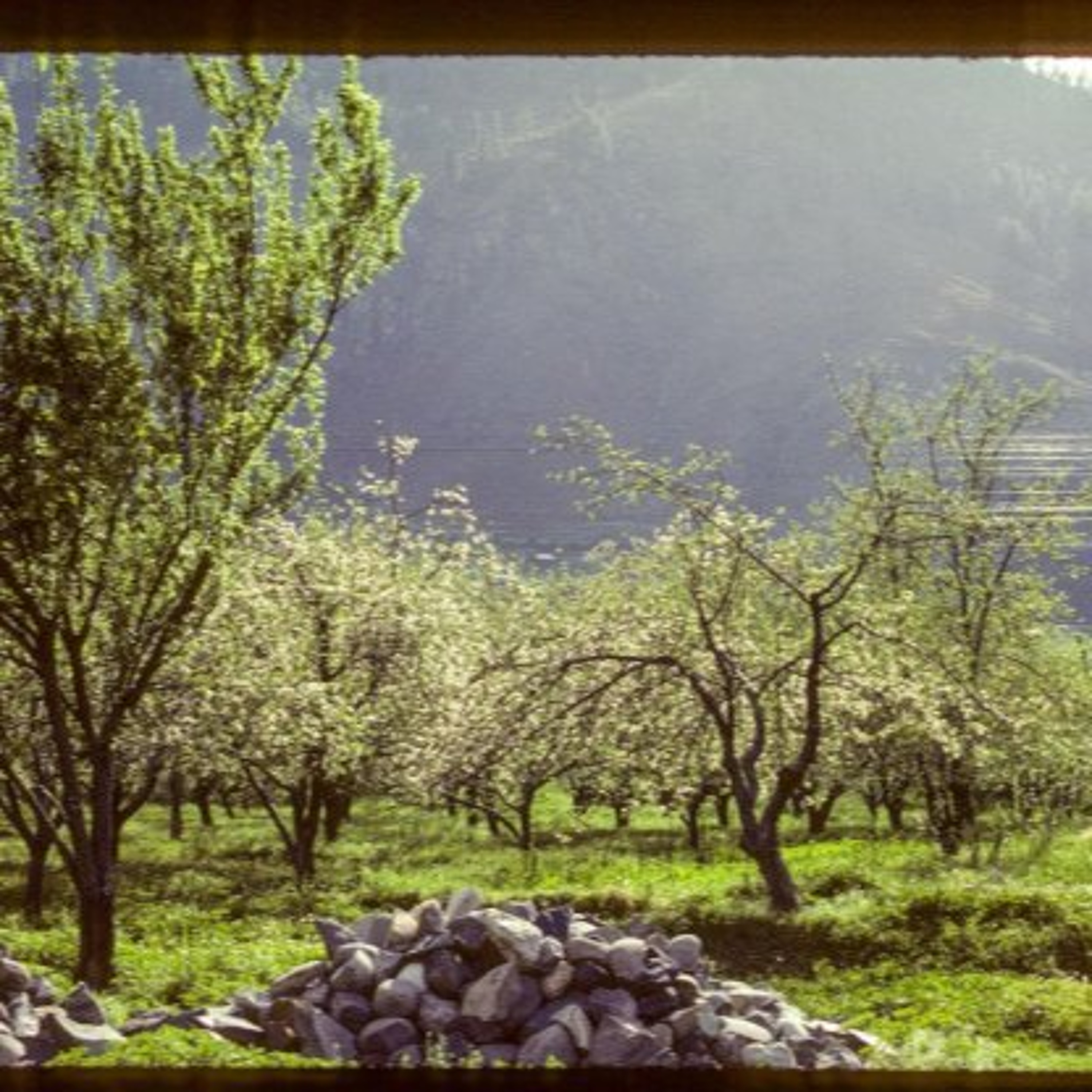 Highway Reborn as Public Park, Gardening for Special Needs, The Light Between Apple Trees, and more. episode artwork