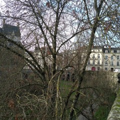 Mésange bleue dans la rumeur sourde de la ville de Nantes, un 16 janvier 2024