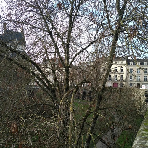Mésange bleue dans la rumeur sourde de la ville de Nantes, un 16 janvier 2024