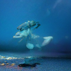 Year of Stillness