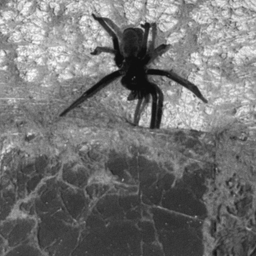 GEEK By Sol feat (yxngstxxl)