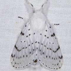 viper, ☆ing kinsley grey prod azkii