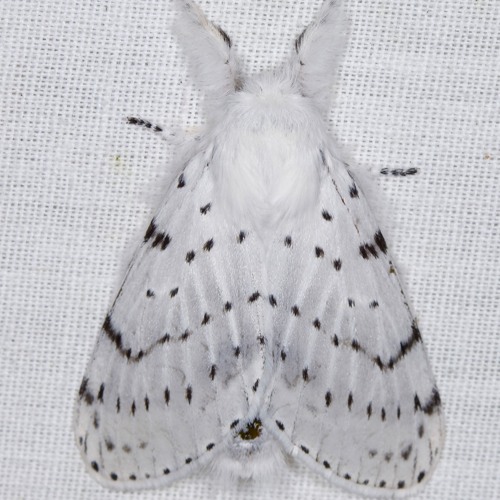 viper, ☆ing kinsley grey prod azkii