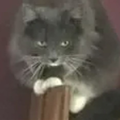 Run.EXE (Some Guy Yells At Some Cats)