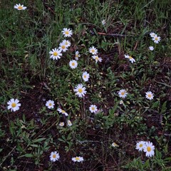 FlowerWild