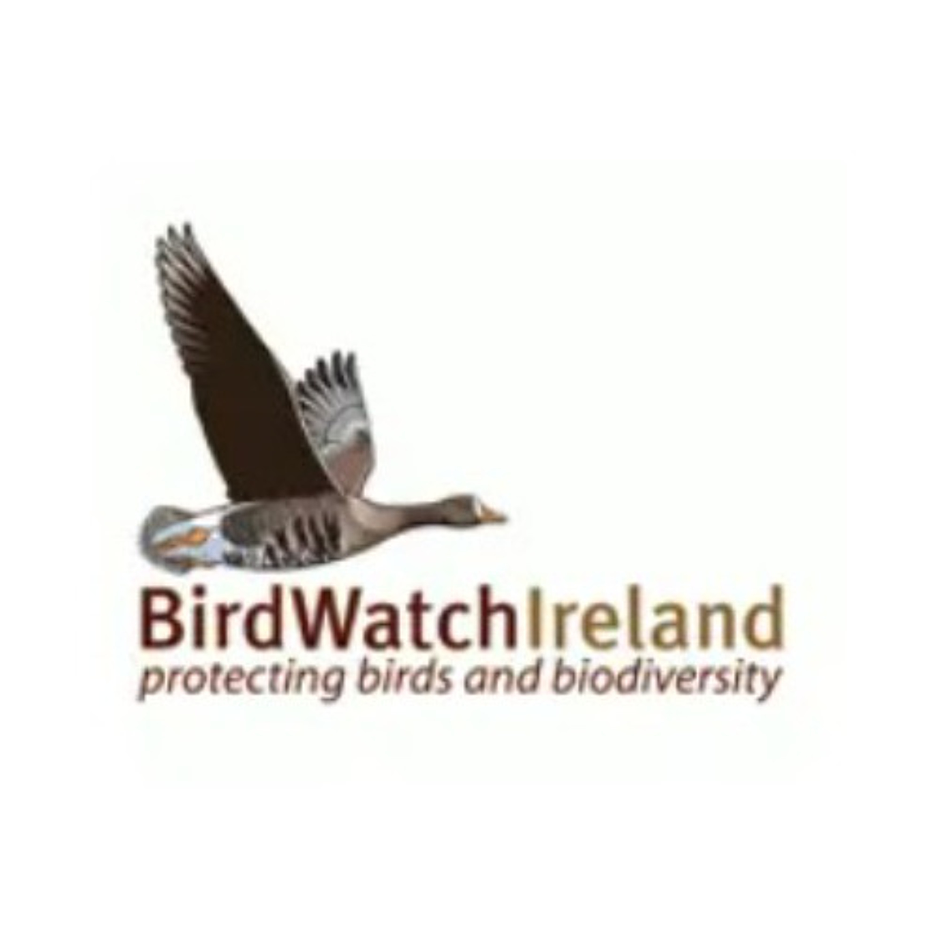The KCLR Daily: Ian McCullagh of BirdWatch Ireland is in the Carlow area hit by fire overnight (30th April 2026) episode artwork