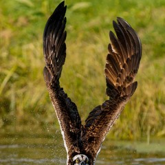 The Osprey