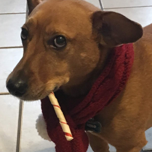 Rudolph the Red Nosed Reindeer