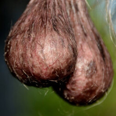 JIGGERBOO THE BLACK NIGGER WINS A TRIP TO AUSCHWITZ!!!!