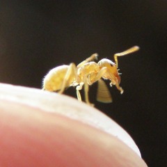 The Extended Secret Communication Of Ants In The Soil
