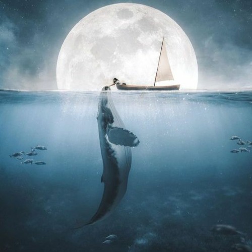 Chú cá voi hóa thân của hòn đảo đơn độc - Châu Thâm