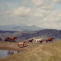 decision making isn't a strong suit