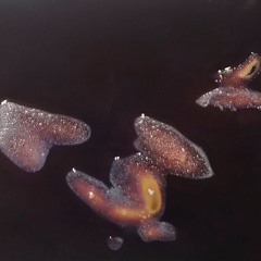 Bedroom Lick (John Frusciante, Cover Improv.)