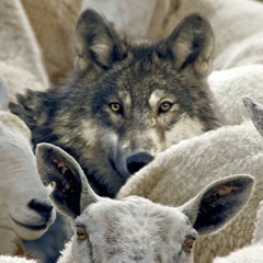 Wolf Among The Sheep