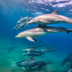 Spicer | Voyage of the Dolphins | Orchestral Soundtrack