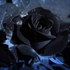 Black rose (Prod. Fearless)