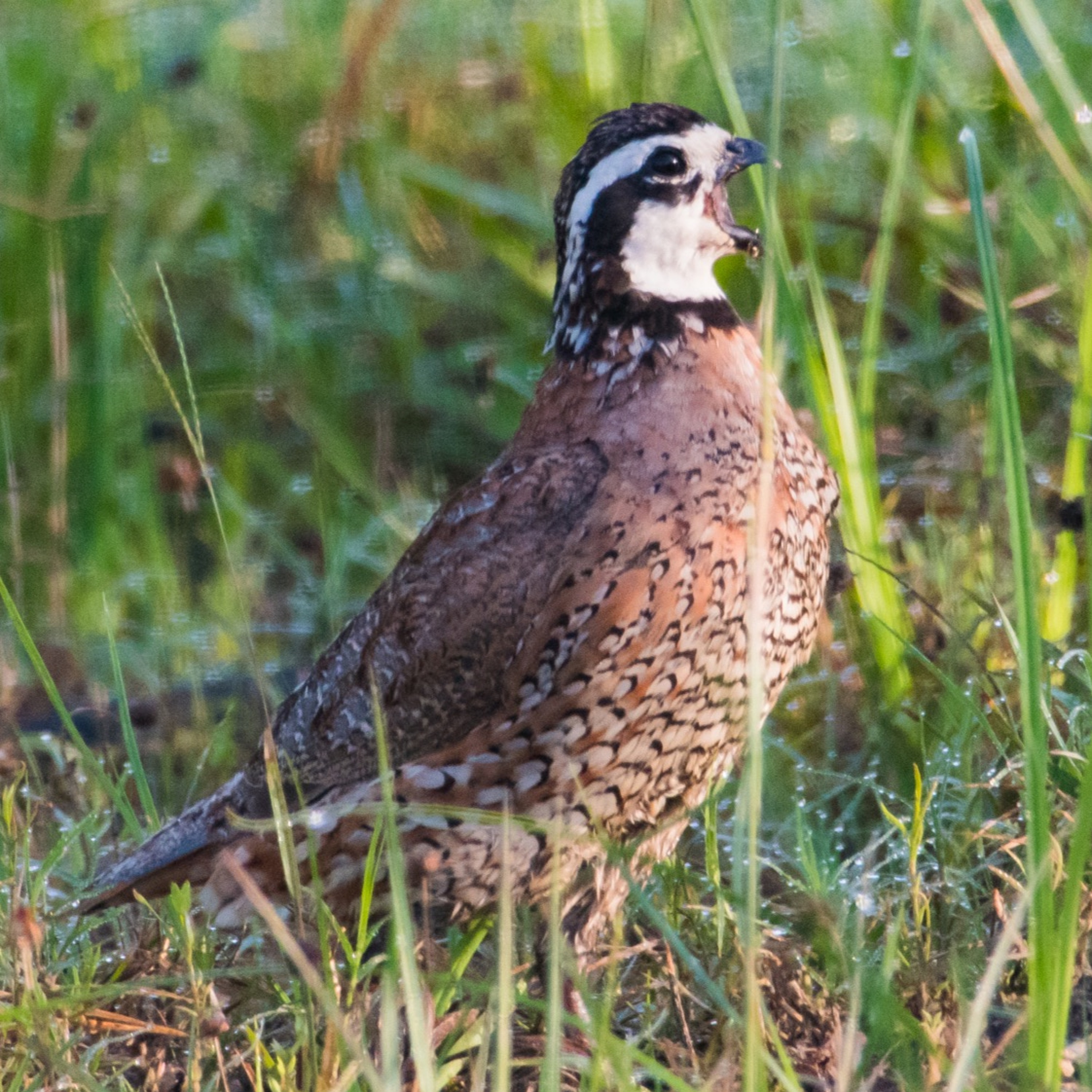 Dr. Dale on Quail