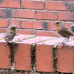 Twist the Knife Demo