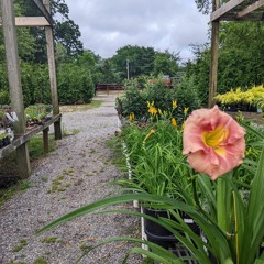 Lil Simz - Gorilla (ellis's world Remix)