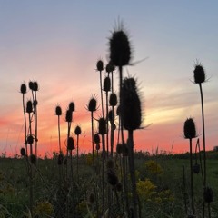 thistle