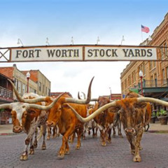 Best Things To Do In Dallas Fort Worth With Family Tours Reviews