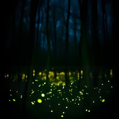 COUNTRY - CANZONI DEL BOSCO - LE LUCCIOLE CANTANO - RELEASE - Bellatrix