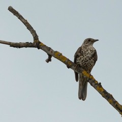 Mistle Thrush