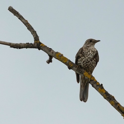 Mistle Thrush