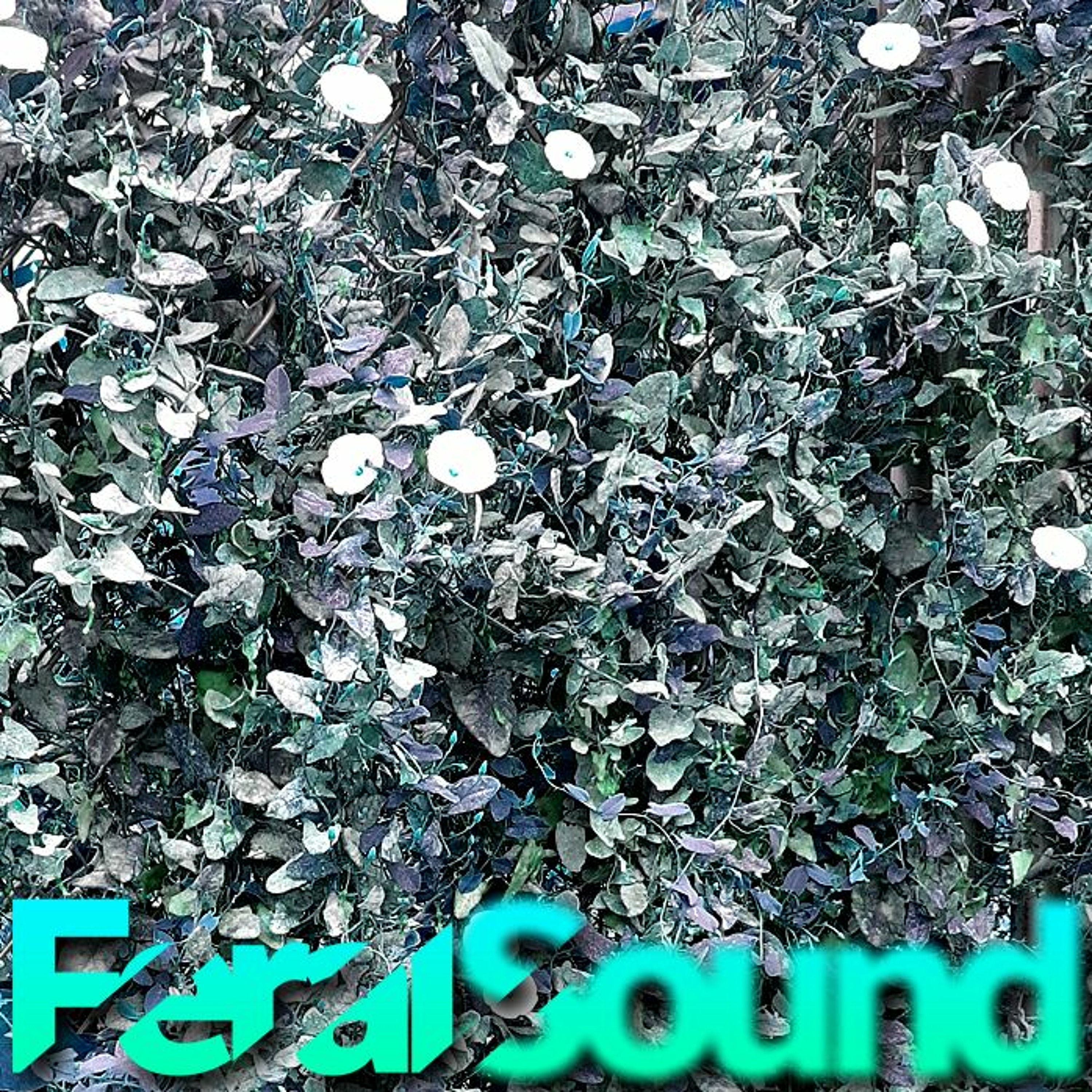 Feral Sound with Fox and Joey Breakdown - 21 Jul 2023