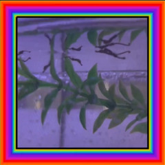 seahorse born in pet shop