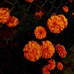 Marigold. W/ Oppstacles (Prod. GeoGotBands)