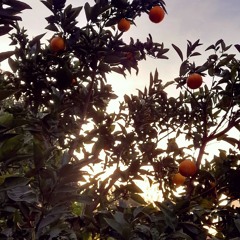 MOLOTOV- crecen en los jardines del conurbano fuegos y flores