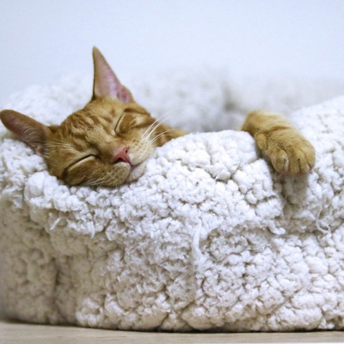 Lullaby For A Cat
