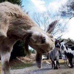 Anthropomorphise This