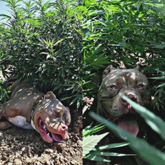 🌿УННВ- Фрэш🌿