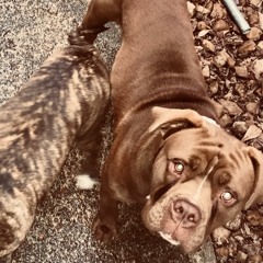 Real Nigga Wealthy X DOMEW